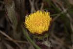 Coltsfoot